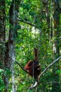 Mother Orang Utan and baby sitting on a tree in Royalty Free Stock Photo
