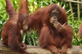 Mother Orang Utan and its baby in Singapore Zoo