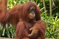 Mother Orang Utan in Singapore Zoo