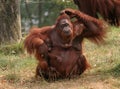 Mother orang utan with two babies Royalty Free Stock Photo