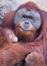 Mother orangutan with baby Royalty Free Stock Photo