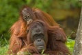 Mother orangutan and baby