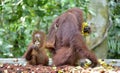 Mother orangutan and cub. Bornean orangutan Pongo pygmaeus wurmmbii. Royalty Free Stock Photo