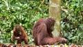 Mother orangutan and cub. Bornean orangutan Pongo pygmaeus wurmmbii. Rainforest of Royalty Free Stock Photo