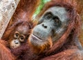 Mother orangutan and cub