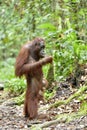 Mother orangutan and cub in a natural habitat. Bornean orangutan Pongo pygmaeus wurmmbii in the wild nature. Rainforest of Isla Royalty Free Stock Photo