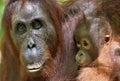 Mother orangutan and cub in a natural habitat. Bornean orangutan Pongo pygmaeus wurmmbii in the wild nature. Rainforest of Isla Royalty Free Stock Photo