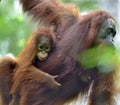 Mother orangutan and cub in a natural habitat. Bornean orangutan Pongo pygmaeus wurmmbii in the wild nature. Rainforest of Isla Royalty Free Stock Photo