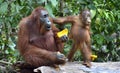 Mother orangutan and cub in a natural habitat. Bornean orangutan Pongo pygmaeus wurmmbii in the wild nature. Rainforest of Isla Royalty Free Stock Photo