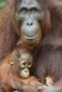 Mother orangutan and cub.