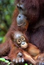 Mother orangutan and cub in a natural habitat. Bornean orangutan (Pongo pygmaeus wurmmbii) in the wild nature. Rainforest of Royalty Free Stock Photo