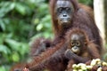 Mother orangutan and cub. Bornean orangutan Pongo pygmaeus wurmmbii. Rainforest of Royalty Free Stock Photo