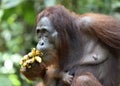 Mother orangutan and cub. Bornean orangutan Pongo pygmaeus wurmmbii. Rainforest of Royalty Free Stock Photo