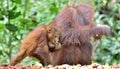 Mother orangutan and cub. Bornean orangutan Pongo pygmaeus wurmmbii. Royalty Free Stock Photo