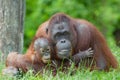 Mother orangutan with her baby Royalty Free Stock Photo