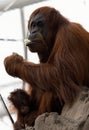 Mother orangutan with her baby Royalty Free Stock Photo