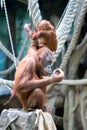 Mother orangutan with her baby Royalty Free Stock Photo