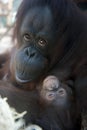Mother Orangutan and her newborn baby 1 months - P Royalty Free Stock Photo