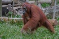 Mother orangutan moves, holding her baby (Indonesia) Royalty Free Stock Photo