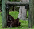 Mother Orangutan Relaxing in Shade as Child Eats Leaf Stem Royalty Free Stock Photo