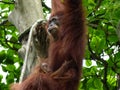 Mother orangutan swinging with baby Royalty Free Stock Photo