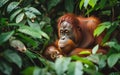 A mother orangutan tenderly holding her baby amidst dense green foliage Royalty Free Stock Photo