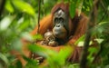 A mother orangutan tenderly holding her baby amidst dense green foliage Royalty Free Stock Photo