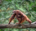 Mother orangutang walking with its baby Royalty Free Stock Photo