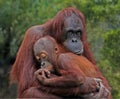 Mother Orangutan And her baby At Tampa Zoo.