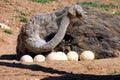 Mother Ostrich Royalty Free Stock Photo