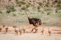 Mother Ostrich with lots of chicks. Royalty Free Stock Photo