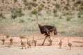 Mother Ostrich with lots of chicks. Royalty Free Stock Photo