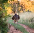 Mother ostrich Royalty Free Stock Photo