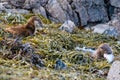 Mother Otter Lutra lutra watching her cub eating a flat fish Royalty Free Stock Photo