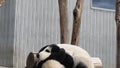 Mother Panda is playing with her cub, Wolong Panda Base, China