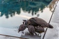 Mother peacock with 3 children by the pool side drinking water