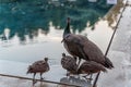 Mother peacock with 3 children by the pool side drinking water