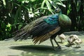 The mother peacock is looking for food with her children.