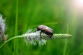 Mother-of-pearl beetle sits on a blade of grass in a meadow Royalty Free Stock Photo