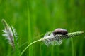 Mother-of-pearl beetle sits on a blade of grass in a meadow Royalty Free Stock Photo