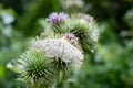 Mother of pearl moth butterfly on purple thistle plant Royalty Free Stock Photo