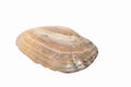 Mother-of-pearl mussel shell, half large, isolated on a white background
