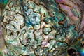 Mother-of-pearl of Paua or Abalone shell texture Royalty Free Stock Photo