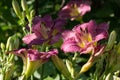 Mother-of-pearl Pink Flowers Daylily Entrapment Royalty Free Stock Photo