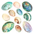 Mother of Pearl Seashell Collection Royalty Free Stock Photo