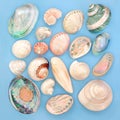 Mother of Pearl Seashells Collection Royalty Free Stock Photo