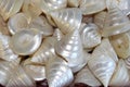 Background mother of pearl shells Royalty Free Stock Photo