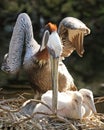 Mother Pelican hovers over young chicks