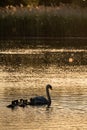 Mother pen swan and cygnets in evening sun on lake