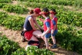 Mother picking strawberries with her sons